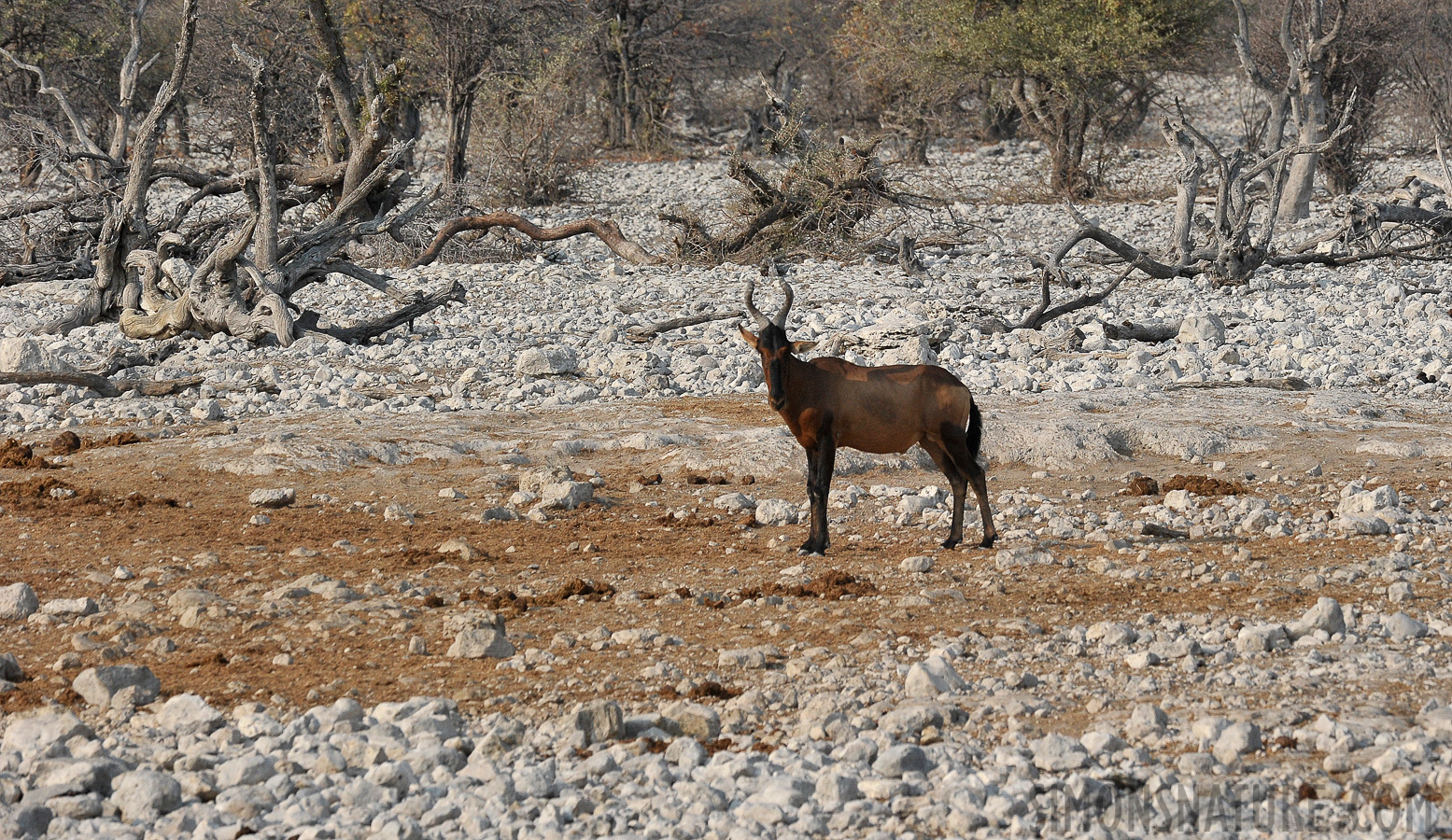 Alcelaphus caama [400 mm, 1/2000 Sek. bei f / 10, ISO 1000]